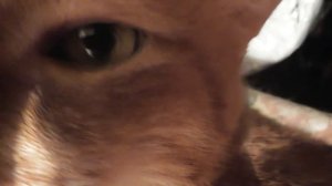 Кот Томас мурлычет