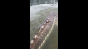 осетрина #Shorts