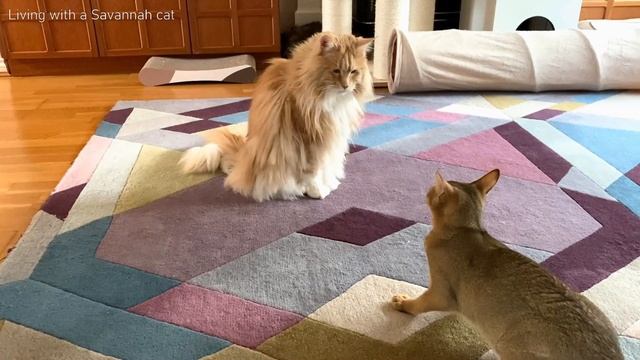 Maine Coon vs Chausie смотреть онлайн