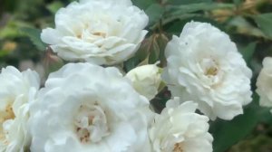 Роза Айсберг (Iceberg) 25 июля #цветы #красиво#красивыйсад#сад#роза