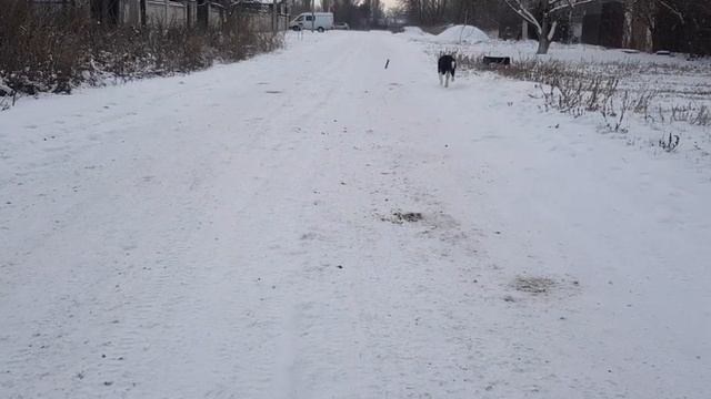 Щенок бордер колли  первый снег  прогулка