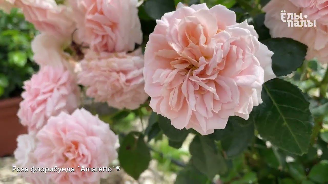 Роза флорибунда `Амаретто`Rosa (F) `Amaretto`®