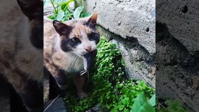 Кошка мышеловка. смотреть онлайн