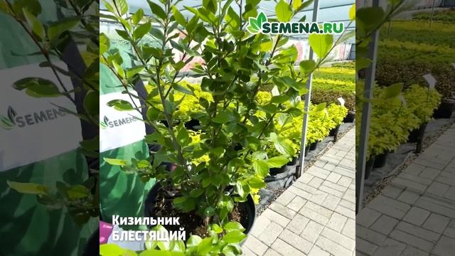 Кизильник Блестящий