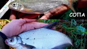 Этих речных рыб путают 99% рыбаков!