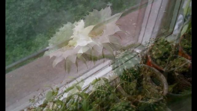 Мой кактус. смотреть онлайн