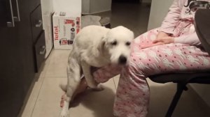 Very funny Golden Retriever puppy girl humps her mom's leg