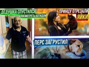 Кастрация Принца, Остальным отказали.Суета не заканчивается.Уборка,Лечение,Клиники,Дом.