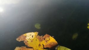Рыбалка на озере Кривое
