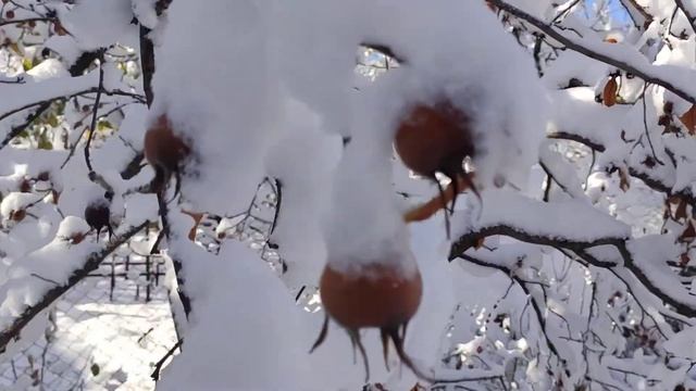 Азербайджански эзгиль, а по русски мушмула ...23 ноября 2019 г.