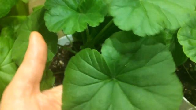 Пеларгония 10.04.18 Цветение пеларгоний смотреть онлайн