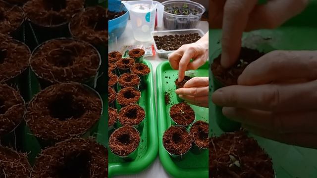 Перевалка моих эустом с торфяных таблеток. смотреть онлайн