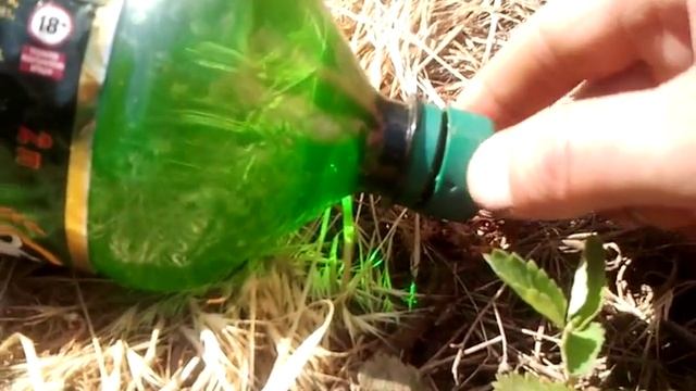 Простейший способ изготовить капельный полив из ПЭТ бутылки.Часть вторая- апофеоз успеха смотреть онлайн