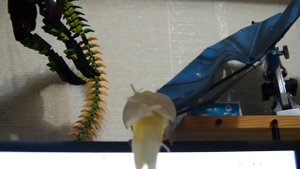 Что делать если попугай сломал лапу или крыло, травмы попугаев, вывехи, ссадины, раны, укусы.