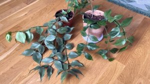 Polyneura silver или  Polyneura broget?! Обзор и сравнение двух хой.