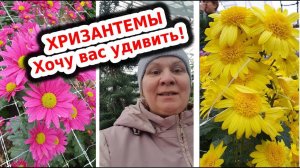 Осени прощальный взгляд. Время хризантем.