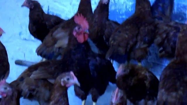 Курочки П-11 Карликовый род айленд смотреть онлайн