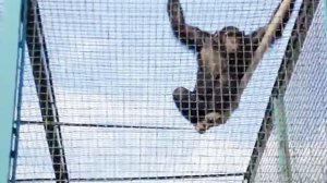 Смешные обезьяны Шимпанзе Funny monkeys Chimpanzee
