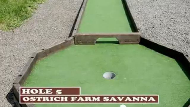 Мини-гольф на страусиной ферме САВАННА. смотреть онлайн