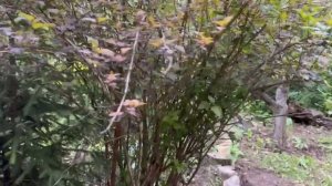 Декоративные кустарники ! Выставка хост. Волгоград.