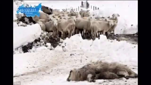 Гольфстрим мёртв. Новый ледниковый период.