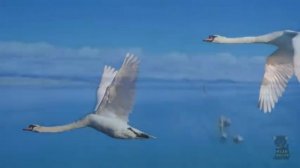 Валерий Ободзинский. Белые крылья.