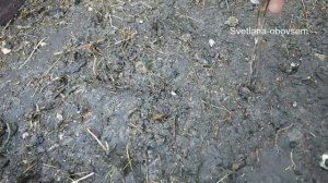 САЖАЕМ ДАЙКОН в ИЮЛЕ -АВГУСТЕ после сбора  огурцов . Способ посева дайкона  летом.Смешанные посадки