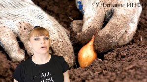 Зачем СОЛИТЬ ЛУК перед ПОСАДКОЙ? Зачем замачивать семена ОГУРЦОВ в МОЛОЧНО-МЕДОВОМ соусе!!!