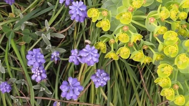 Muscari botryoides - Traubenhyazinthe / Grape Hyacinth смотреть онлайн