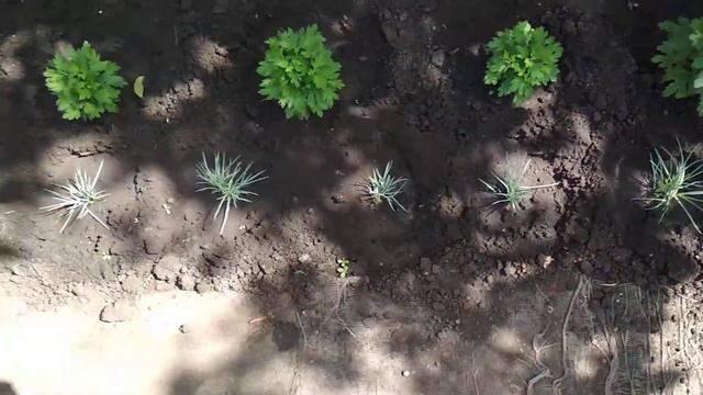 Гвоздика. Деление куста. смотреть онлайн