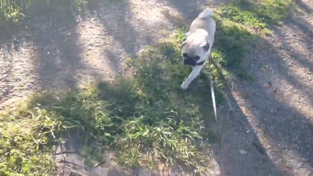 Летние прогулки в 7 утра смотреть онлайн