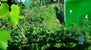 Устойчивые сорта винограда у нас - от болезней.