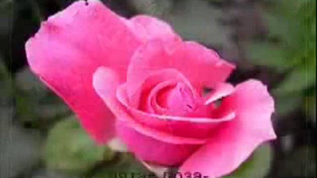 Для милой девушки! !!!(2) смотреть онлайн