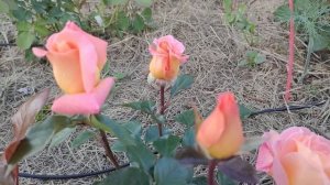 Роза утренней зари❤️☀️. Rosemary Harkness