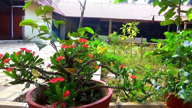 Керала, сад аюрведических трав. Гостиница Kunnathur Mana Aurveda Heritage смотреть онлайн