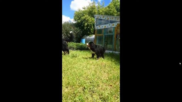 Берн Михей с мамой и сестрой смотреть онлайн