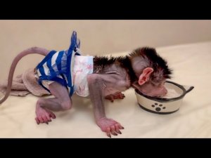 Вы посмотрите КАКИЕ ИДЕАЛЬНЫЕ становятся Люся и Степашка когда нет Влада!