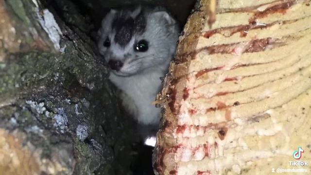 Ласка зверёк белая