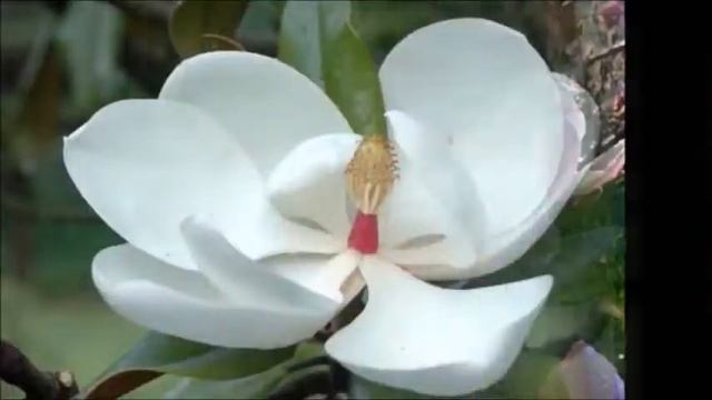 БЕНКО ШАНДОР - ТАНГО МАЛЕНЬКИЙ ЦВЕТОК (Petite Fleur)/ смотреть онлайн