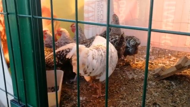 Подселил Петуха к курочкам-молодкам. смотреть онлайн