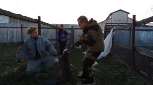 АМЕРИКАНСКИЙ СТАФФОРДШИРСКИЙ ТЕРЬЕР ОХРАНА ХОЗЯИНА