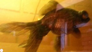 Аквариум деревенский-1