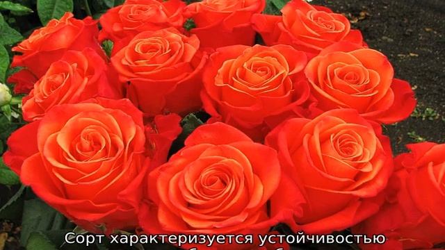 Оранжевые розы смотреть онлайн