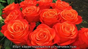 Оранжевые розы