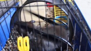 Поёт хорёк Сёма. Поспите, хомяки!