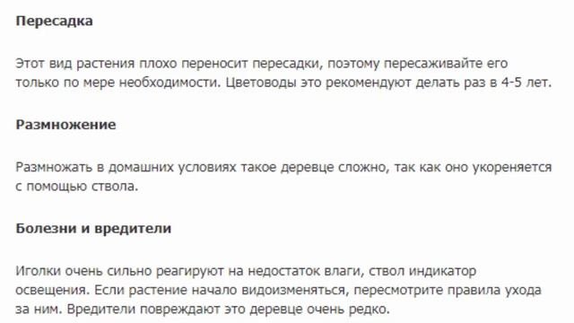Араукария Хетерофилла. КРАСИВЫЕ РАСТЕНИЯ ДЛЯ ДОМА И САДА.
