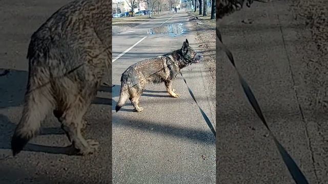 ФРИДА Минск Беларусь СЕРЕБРЯНКА немецкая овчарка 14.02.2023.окрас Зонарный.тип ГДР.