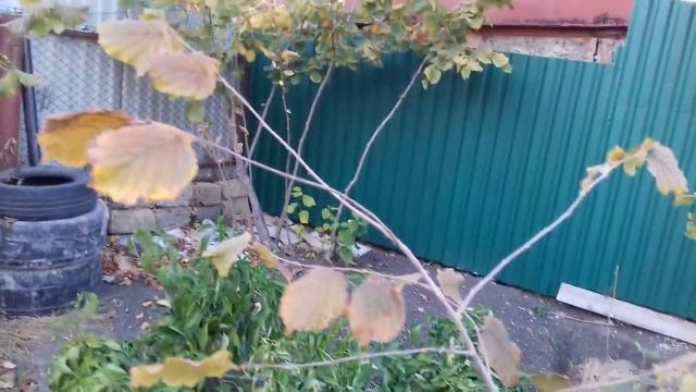 Фундук Трапезунд.Доращивание и посадка саженцев.Советы,опыты,наблюдения. смотреть онлайн