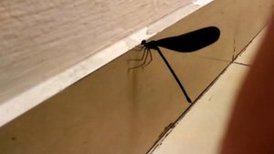 Черная стрекоза