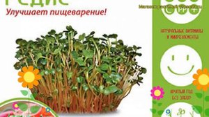 Микрозелень Редис (Микрозелень). Краткий обзор, описание характеристик, где купить семена